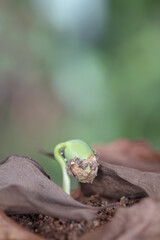 Buds emerging from dead leaves after the beginning of spring