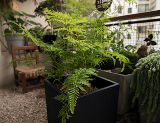 Landscaping and design. Beautiful fern Pteris tremula, also known as Shaking brake, green fronds and foliage, growing in the urban garden.