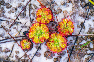 Drosera burmannii very beautiful but eating insects as food.