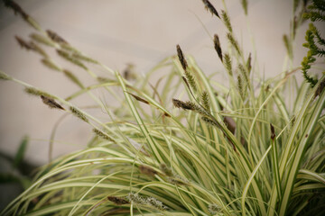 ベアグラスの穂