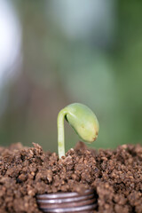 Cut open the soil section to reveal the dollar and the buds in the soil