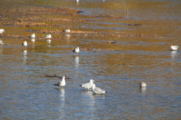 Life On The River, Dawson Park, Edmonton, Alberta