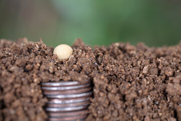 The soil is buried with dollar coins and bean seeds on the soil