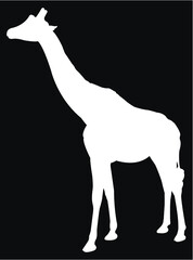 silhouette of giraffe
