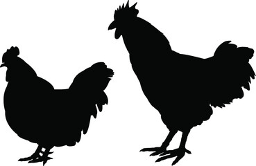rooster and hen