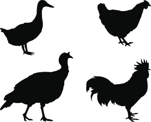 Fototapeta na wymiar set of poultry silhouettes