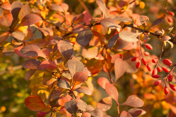 Naklejka na ściany i meble Creative autumn background of barberry bush leaves. Seasonal concept. Red, yellow, green, orange leaves of barberry in autumn.