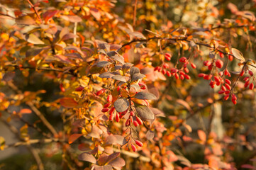 Creative autumn background of barberry bush leaves. Seasonal concept. Red, yellow, green, orange leaves of barberry in autumn.