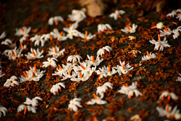 Parijat (Night Jasmine) flower laying on ground its called Raat Ki Rani In India. The flower is used in many spiritual activities