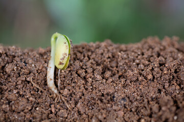Young shoots in the soil