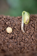A sprout in the soil and a soybean seed