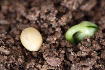 A close-up of sprouts and a soybean emerging from the soil