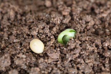 A close-up of sprouts and a soybean emerging from the soil