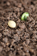 A close-up of sprouts and a soybean emerging from the soil