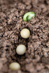 The sprouts outcropping in the soil and the seeded beans