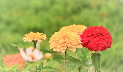 Obraz premium 美しい百日草