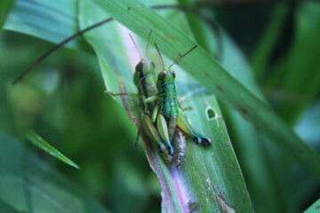 grasshoppers Acrididae are perched on the leaves