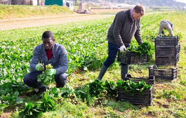 Workers clean ripe spinach and put in boxes on field. High quality photo