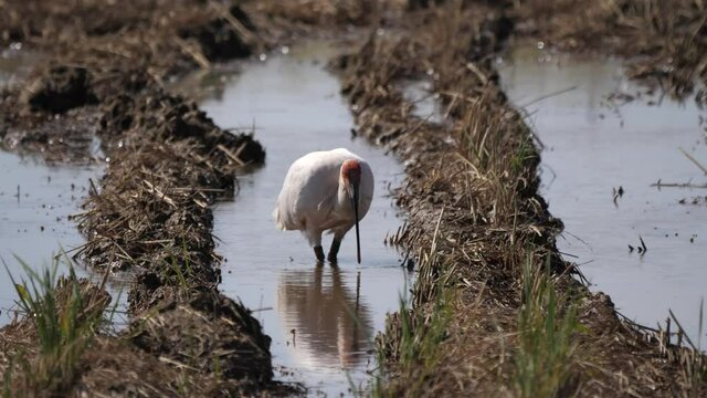 Niigata,Japan-October, 2020: Toki or Japanese crested ibis or Nipponia nippon eating at rice field in Sado island
