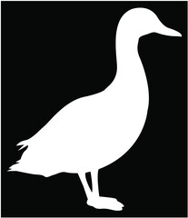 black and white goose