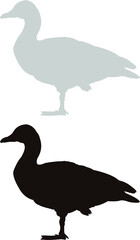 black and white bird