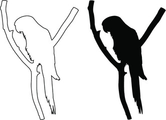 silhouette of a parrot