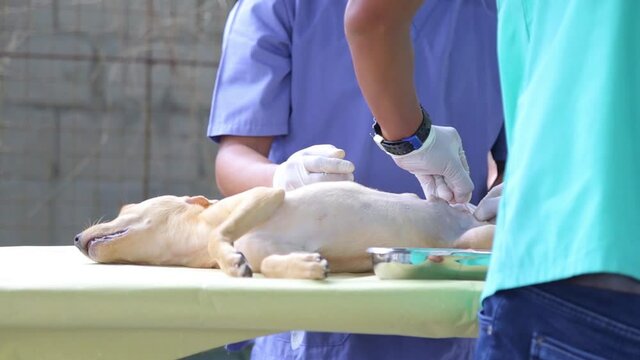 A dog undergoing a castration procedure by veterinarians.