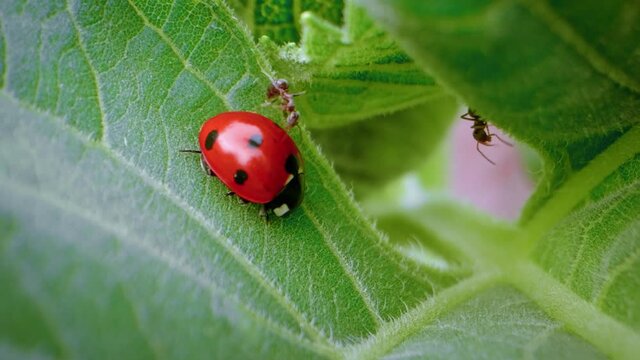 An ant attacks a ladybird