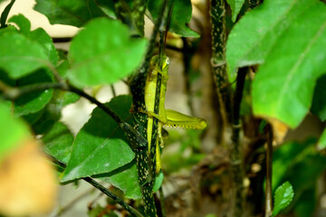 insect, the green grasshopper reading on the branch