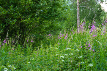 beautiful,natural, multi-colored,green,purple plants,flowers, cypress in the field,meadow, in the forest in summer