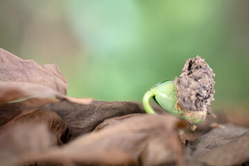 The buds that grow out of dead leaves in the coming spring