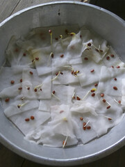 The seeds of the Arab bidara plant grow on wet cotton