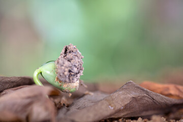 The buds that grow out of dead leaves in the coming spring