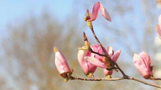 Magnolia flowers in the breeze