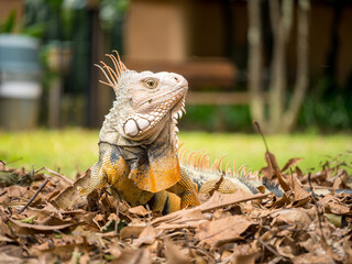 Green Iguana (Iguana Iguana) Large Herbivorous Lizard Staring on the Grass in Medellin, Antioquia / Colombia