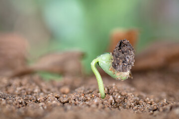 Buds that grow in nature in spring