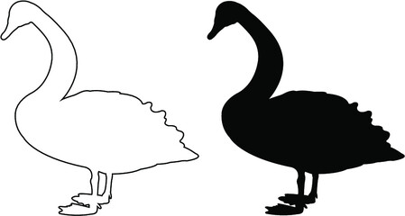 black and white swan