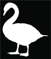 black swan on the lake