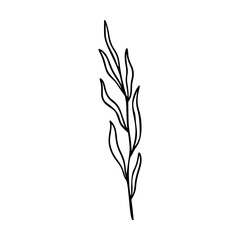 Olive branch outline hand drawn element. Herbs doodle botanical icon for logo. Vector illustration isolated on white background.