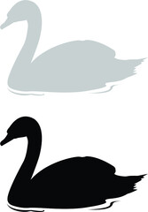 black swan on the lake