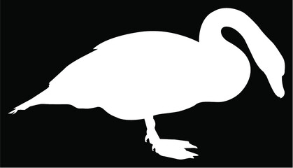 silhouette of a swan