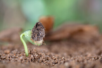 Buds that grow in nature in spring
