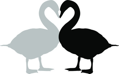 two swans in love
