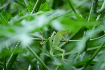 The mane chameleon (Bronchocela jubata) is a species of tree lizard