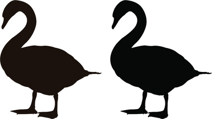 two swans on the water