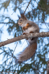 Naklejka na ściany i meble The squirrel with great tail sits on a fir branches in the winter or autumn