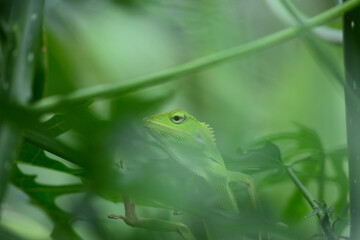 The mane chameleon (Bronchocela jubata) is a species of tree lizard