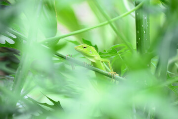 The mane chameleon (Bronchocela jubata) is a species of tree lizard