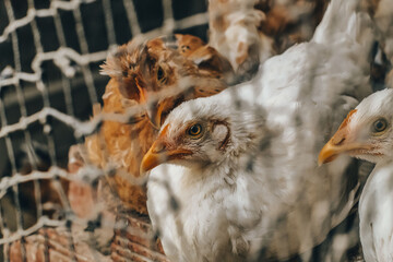 several chickens in a chicken coop © MastermarcoFc