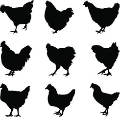 set of chicken silhouettes